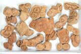 Lot: Sandstone Concretions (Pseudo-Stromatolites) - Pieces #82761-1
